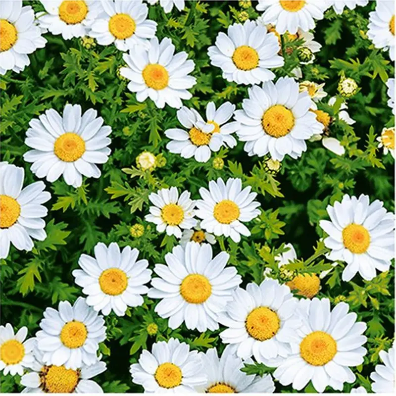 Botanical Green Floral Disposable Lunch Napkins – 20 Count 1