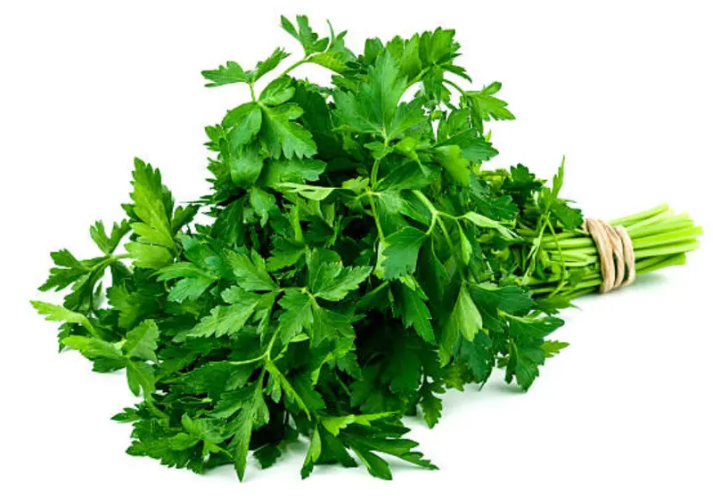 Fresh Italian Parsley – 40 G 1