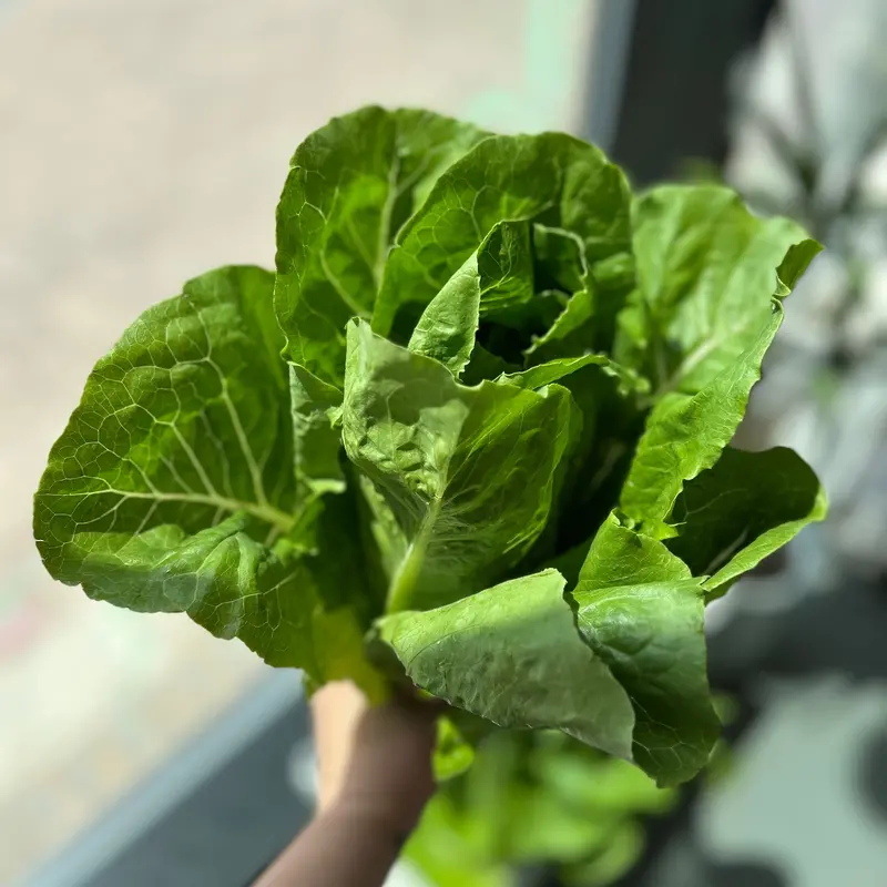 Romaine Lettuce – Fresh Crisp Leafy Green 1